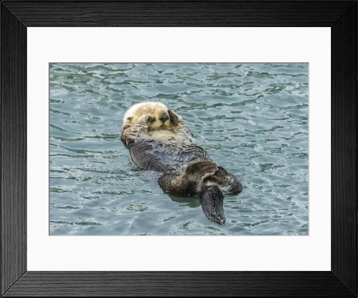 Framed Print : USA, California, San Luis Obispo County. Sea otter sleeping