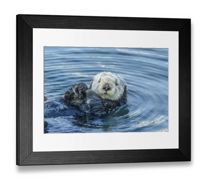 Framed Print : USA, California, San Luis Obispo County. Sea otter grooming