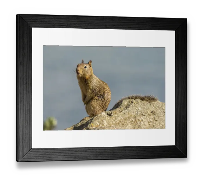Framed Print : USA, California, San Luis Obispo County. California ground squirrel on rock. Credit as Framed Print : USA, California, San Luis Obispo County. California ground squirrel on rock. Credit as