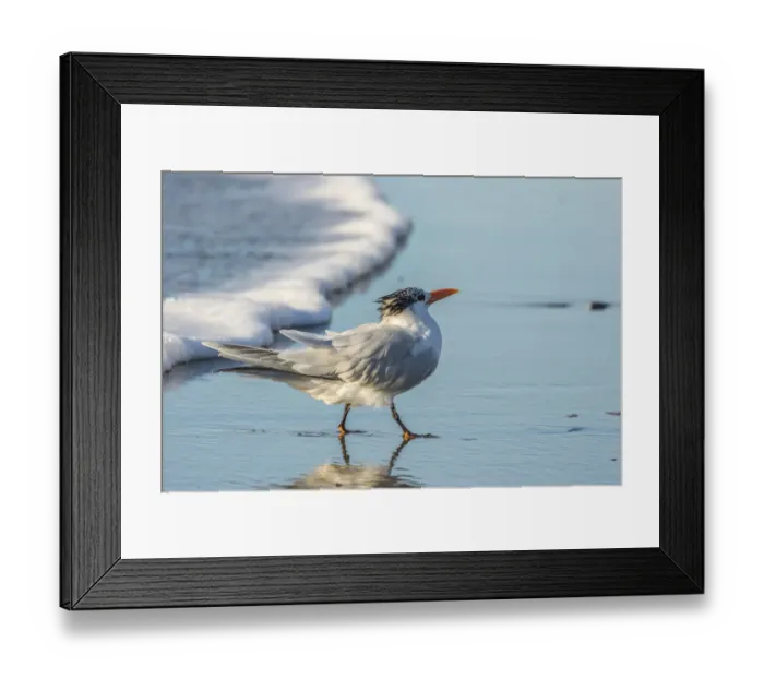 Framed Print : USA, California, San Luis Obispo County. Royal tern on shore Framed Print : USA, California, San Luis Obispo County. Royal tern on shore