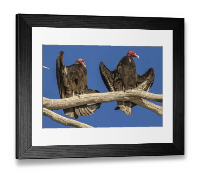 Framed Print : USA, California, San Luis Obispo County. Turkey vultures close-up on limb. Credit as Framed Print : USA, California, San Luis Obispo County. Turkey vultures close-up on limb. Credit as
