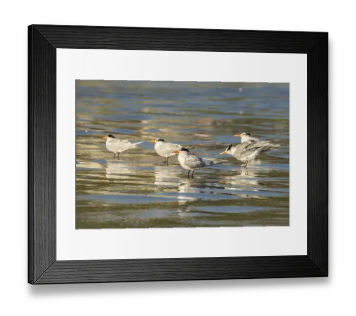 Framed Print : USA, California, San Luis Obispo County. Royal terns reflect in shore water. Credit as Framed Print : USA, California, San Luis Obispo County. Royal terns reflect in shore water. Credit as