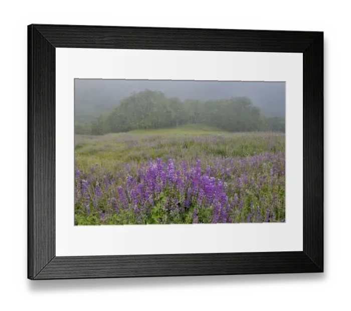 Framed Print : Lupine and oak trees in fog Bald Hills, Redwoods National Park, California Framed Print : Lupine and oak trees in fog Bald Hills, Redwoods National Park, California
