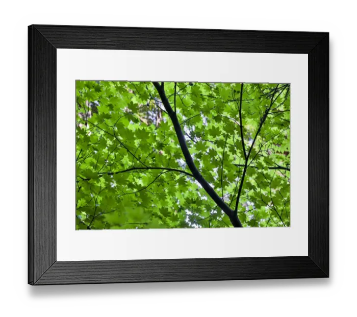 Framed Print : Looking up into vine maple, Stout Grove, Jedediah Smith Redwoods State Park, Northern Framed Print : Looking up into vine maple, Stout Grove, Jedediah Smith Redwoods State Park, Northern