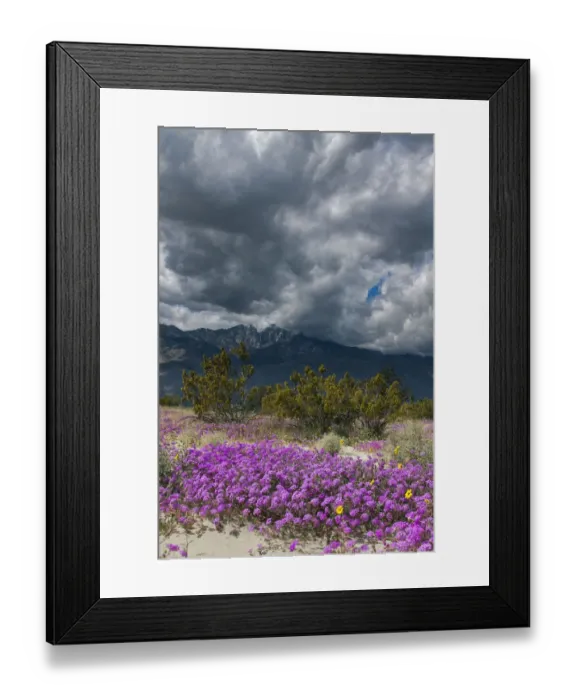 Framed Print : Wildflowers, San Jacinto Mountain, Palm Springs California Framed Print : Wildflowers, San Jacinto Mountain, Palm Springs California