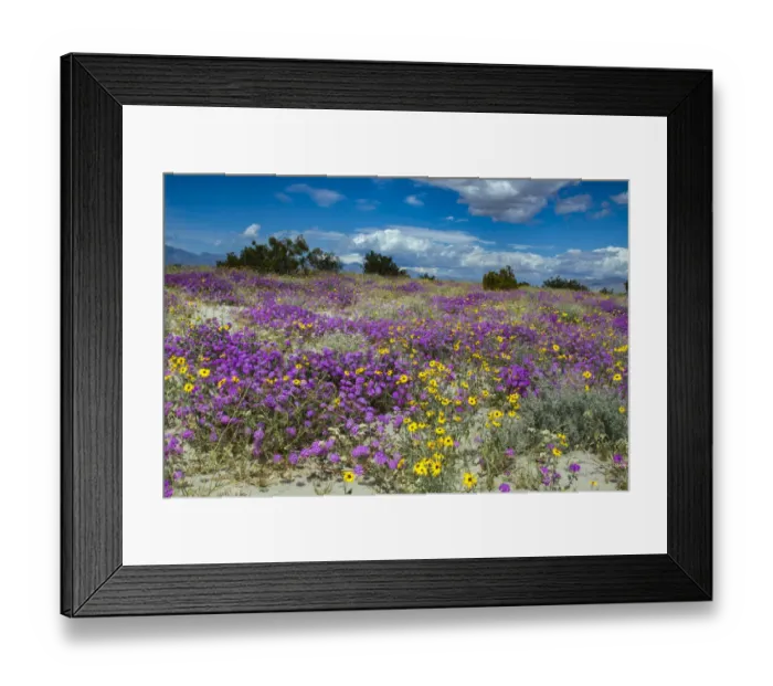 Framed Print : Wildflowers, San Jacinto Mountain, Palm Springs California