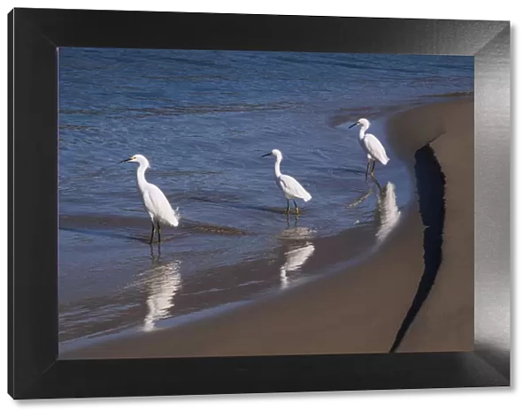 Egrets, Breakwater, Santa Barbara, California