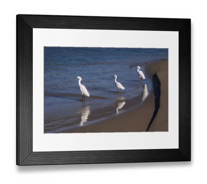 Framed Print : Egrets, Breakwater, Santa Barbara, California