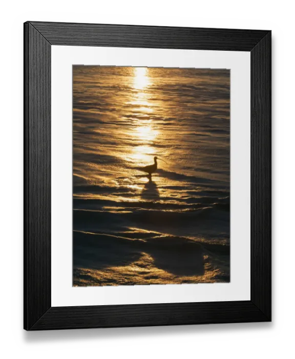 Framed Print : Sandpiper in ocean, California