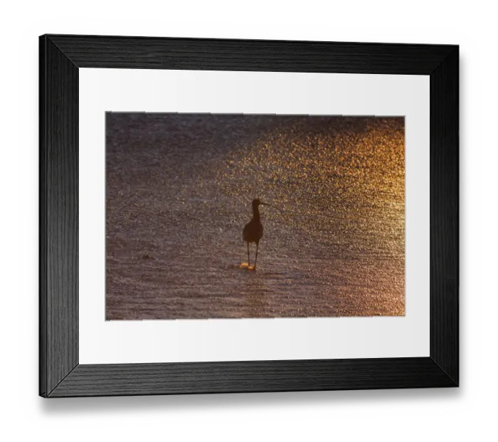 Framed Print : Sandpiper in ocean, California Framed Print : Sandpiper in ocean, California