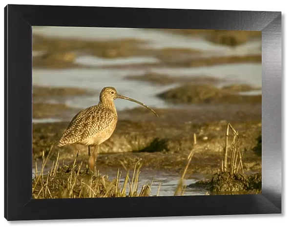 Palo Alto Baylands Nature Preserve, California, USA. Long-billed curlew walking in a tidal mudflat