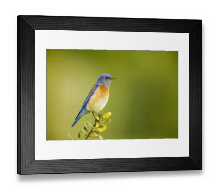 Framed Print : San Simeon, California, USA. Male western bluebird sitting on the top of a tree Framed Print : San Simeon, California, USA. Male western bluebird sitting on the top of a tree