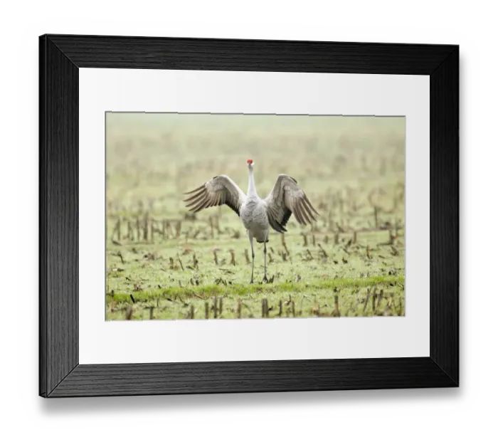 Framed Print : Cosumnes River Preserve, California, USA