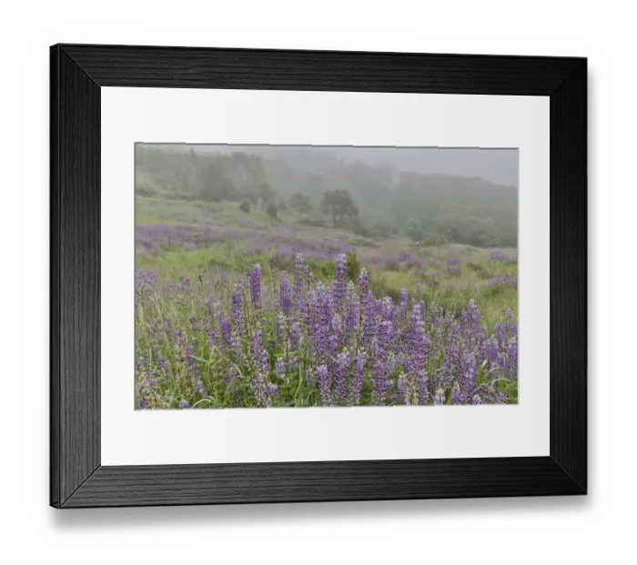 Framed Print : Lupine and oak trees in fog, Bald Hills Redwoods National Park, California Framed Print : Lupine and oak trees in fog, Bald Hills Redwoods National Park, California