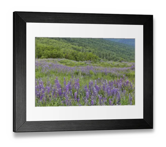 Framed Print : Lupine and oak trees in fog, Bald Hills Redwoods National Park, California Framed Print : Lupine and oak trees in fog, Bald Hills Redwoods National Park, California