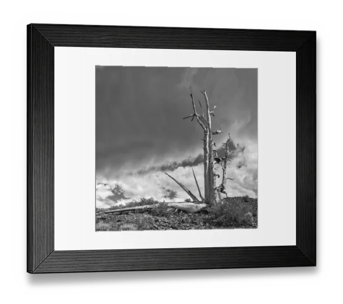 Framed Print : USA, Eastern Sierra, White Mountains, bristlecone pines Framed Print : USA, Eastern Sierra, White Mountains, bristlecone pines