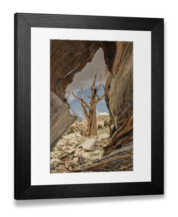 Framed Print : USA, Eastern Sierra, White Mountains, bristlecone pines Framed Print : USA, Eastern Sierra, White Mountains, bristlecone pines
