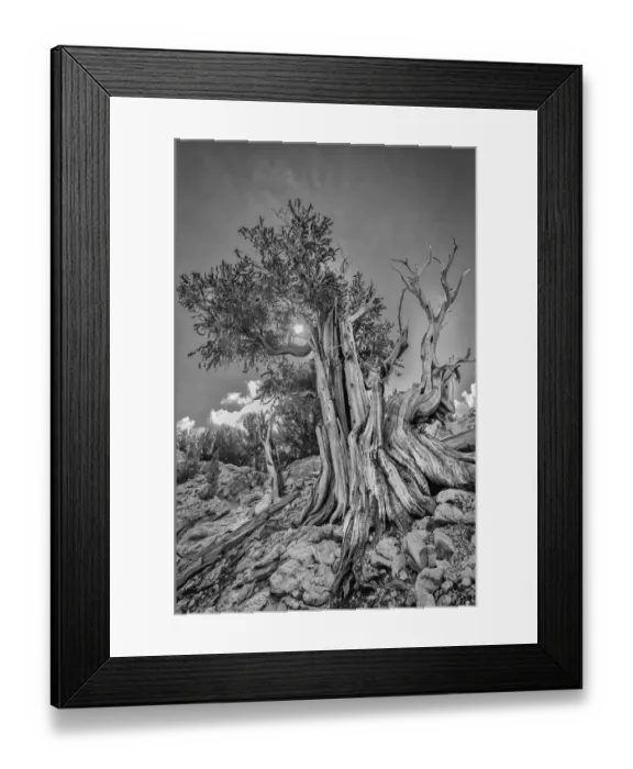 Framed Print : USA, Eastern Sierra, White Mountains, bristlecone pines Framed Print : USA, Eastern Sierra, White Mountains, bristlecone pines