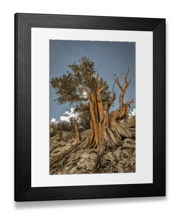 Framed Print : USA, Eastern Sierra, White Mountains, bristlecone pines Framed Print : USA, Eastern Sierra, White Mountains, bristlecone pines