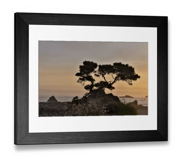 Framed Print : Cypress tree at sunset along the Northern California coastline, Crescent City, California