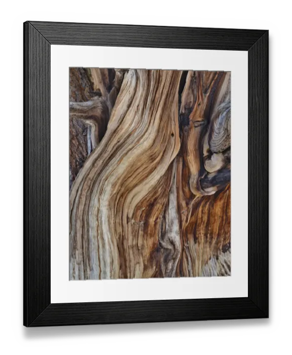 Framed Print : USA, Eastern Sierra, White Mountains, bristlecone pines Framed Print : USA, Eastern Sierra, White Mountains, bristlecone pines