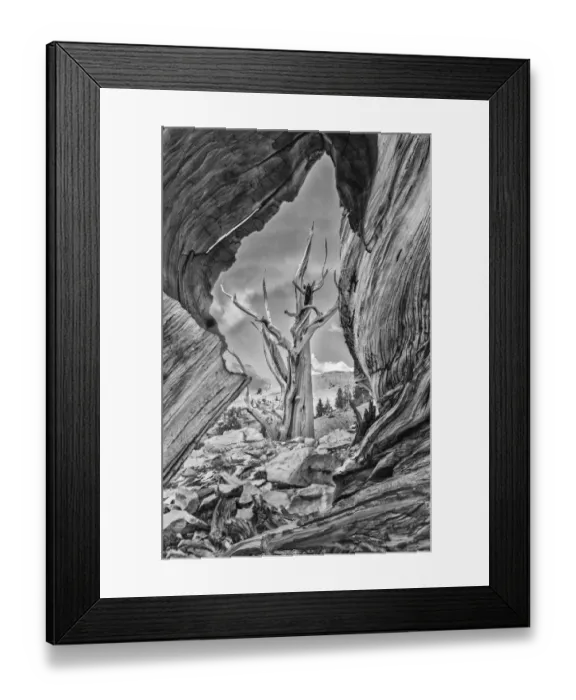 Framed Print : USA, Eastern Sierra, White Mountains, bristlecone pines