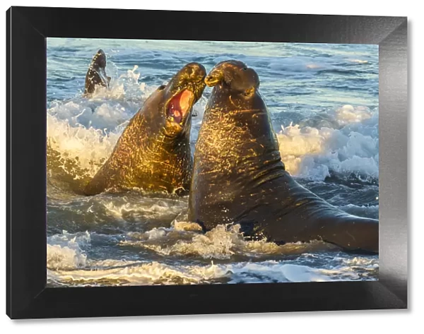 USA, California, San Luis Obispo County. Northern elephant seal males fighting in surf