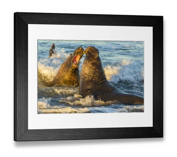 Framed Print : USA, California, San Luis Obispo County. Northern elephant seal males fighting in surf