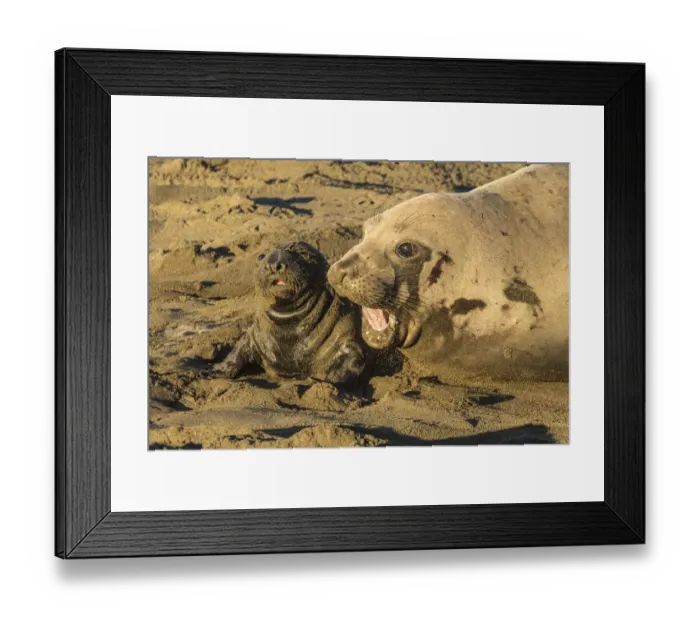 Framed Print : USA, California, San Luis Obispo County. Northern elephant seal female and pup. Credit as Framed Print : USA, California, San Luis Obispo County. Northern elephant seal female and pup. Credit as