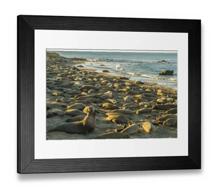 Framed Print : USA, California, San Luis Obispo County. Northern elephant seal male defending his Framed Print : USA, California, San Luis Obispo County. Northern elephant seal male defending his