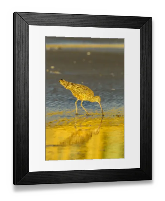 Framed Print : USA, California, San Luis Obispo County. Long-billed curlew feeding at sunset. Credit as Framed Print : USA, California, San Luis Obispo County. Long-billed curlew feeding at sunset. Credit as