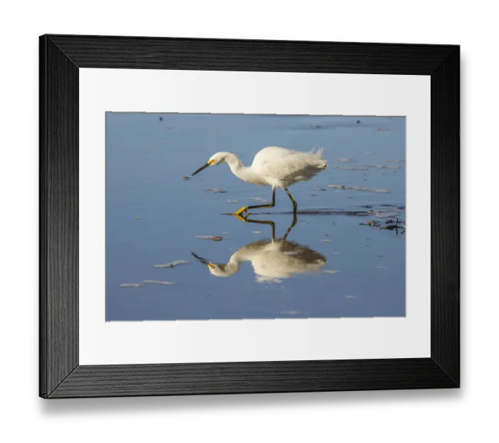Framed Print : USA, California, San Luis Obispo County. Snowy egret reflects in ocean water. Credit as Framed Print : USA, California, San Luis Obispo County. Snowy egret reflects in ocean water. Credit as