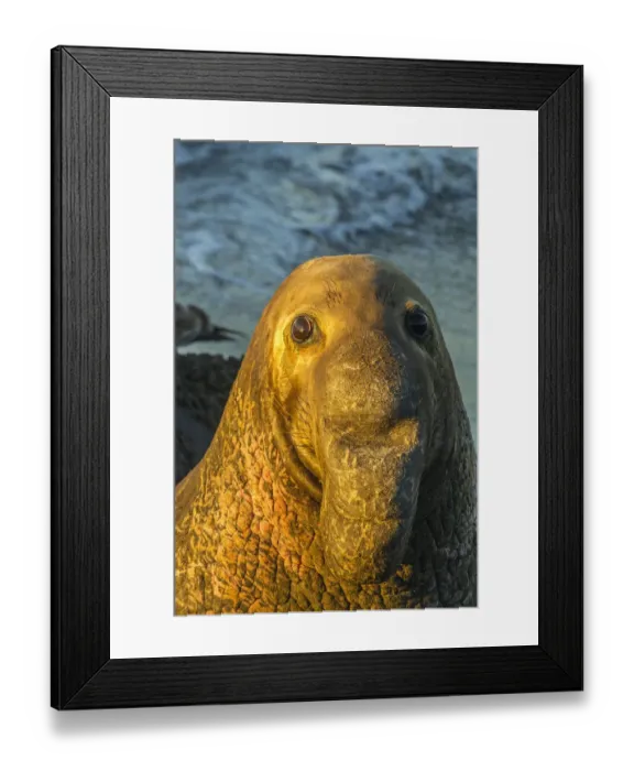 Framed Print : USA, California, San Luis Obispo County. Portrait of northern elephant seal male. Credit as Framed Print : USA, California, San Luis Obispo County. Portrait of northern elephant seal male. Credit as
