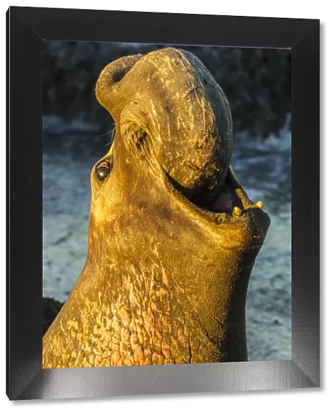 USA, California, San Luis Obispo County. Northern elephant seal male calling. Credit as