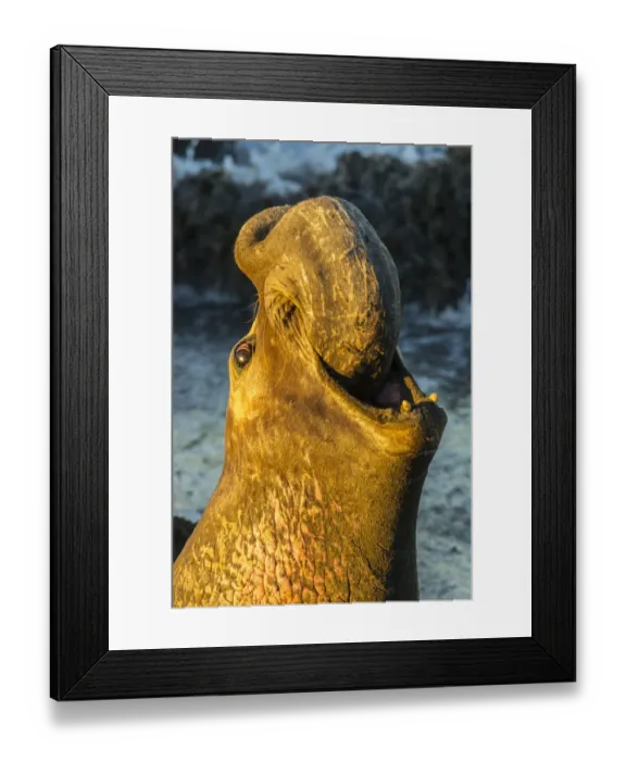 Framed Print : USA, California, San Luis Obispo County. Northern elephant seal male calling. Credit as Framed Print : USA, California, San Luis Obispo County. Northern elephant seal male calling. Credit as