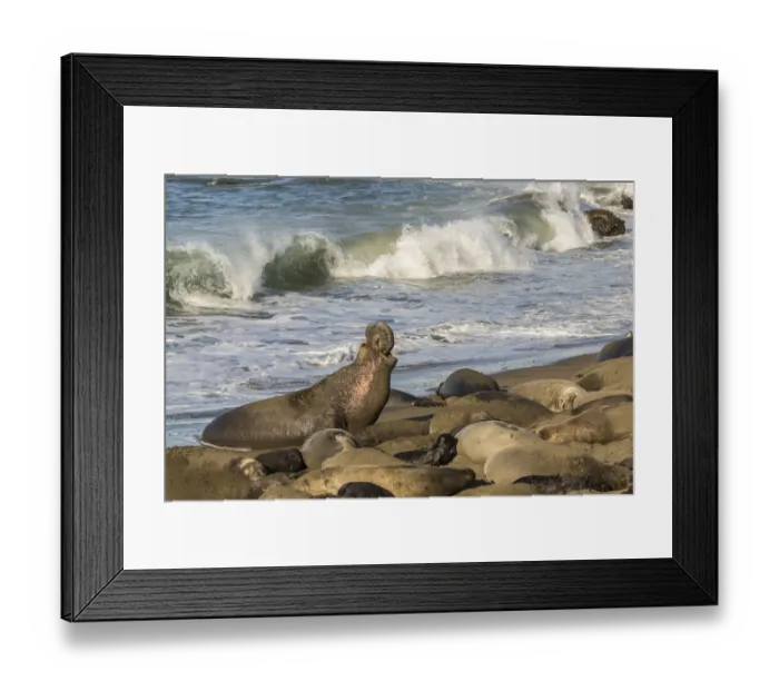 Framed Print : USA, California, San Luis Obispo County. Northern elephant seal male defending his Framed Print : USA, California, San Luis Obispo County. Northern elephant seal male defending his