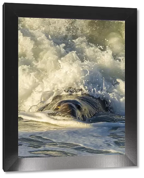 USA, California, San Luis Obispo County. Northern elephant seal male and crashing wave