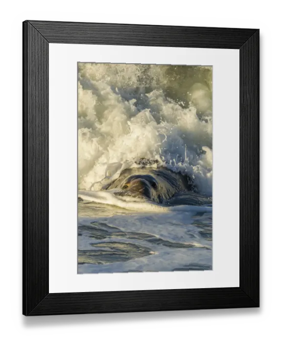 Framed Print : USA, California, San Luis Obispo County. Northern elephant seal male and crashing wave Framed Print : USA, California, San Luis Obispo County. Northern elephant seal male and crashing wave