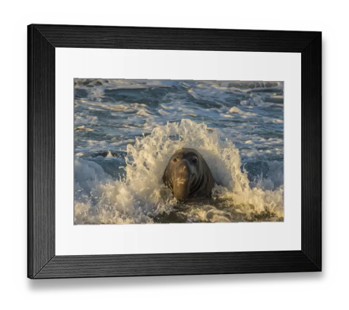 Framed Print : USA, California, San Luis Obispo County. Northern elephant seal male and crashing wave