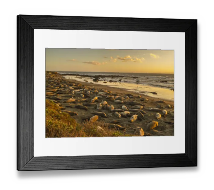 Framed Print : USA, California, San Luis Obispo County. Northern elephant seal rookery on beach. Credit as Framed Print : USA, California, San Luis Obispo County. Northern elephant seal rookery on beach. Credit as