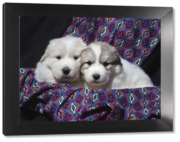 Great Pyrenees puppies
