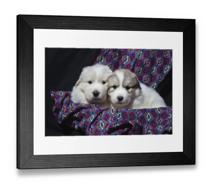 Framed Print : Great Pyrenees puppies Framed Print : Great Pyrenees puppies