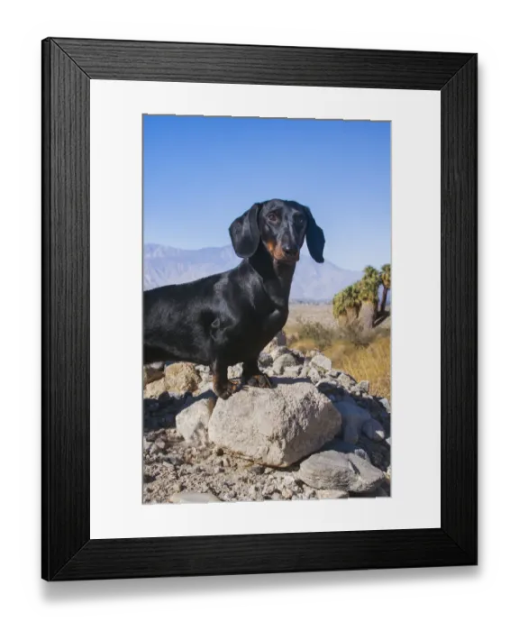 Framed Print : Doxen in the desert Framed Print : Doxen in the desert