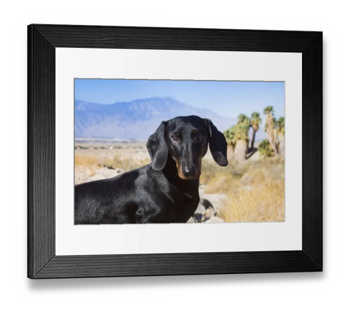 Framed Print : Doxen in the desert Framed Print : Doxen in the desert