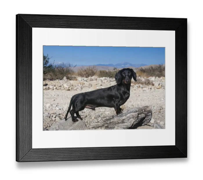 Framed Print : Doxen in the desert