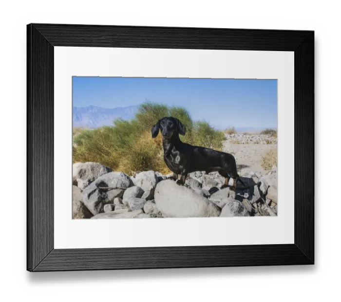 Framed Print : Doxen in the desert
