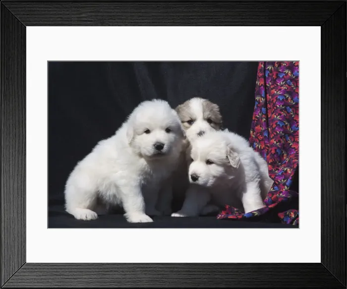 Framed Print : Great Pyrenees puppies