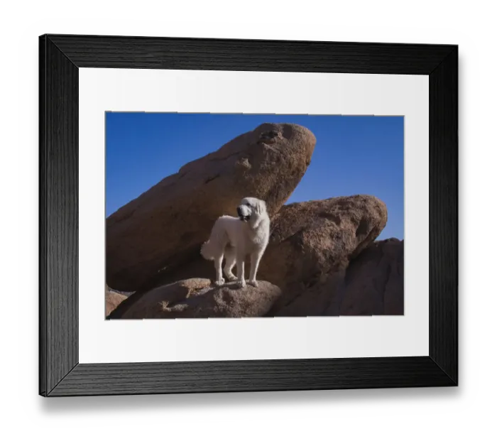 Framed Print : Great Pyrenees on granite boulders Framed Print : Great Pyrenees on granite boulders