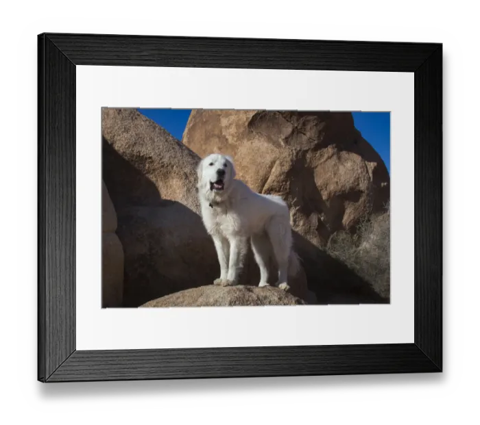 Framed Print : Great Pyrenees on granite boulders Framed Print : Great Pyrenees on granite boulders