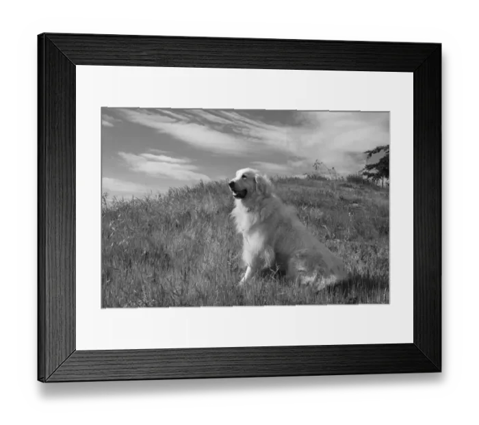 Framed Print : Great Pyrenees sitting on grassy hillside Framed Print : Great Pyrenees sitting on grassy hillside